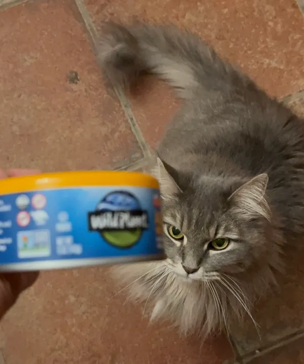 My at-home boss Dorian with his favorite can of tuna.